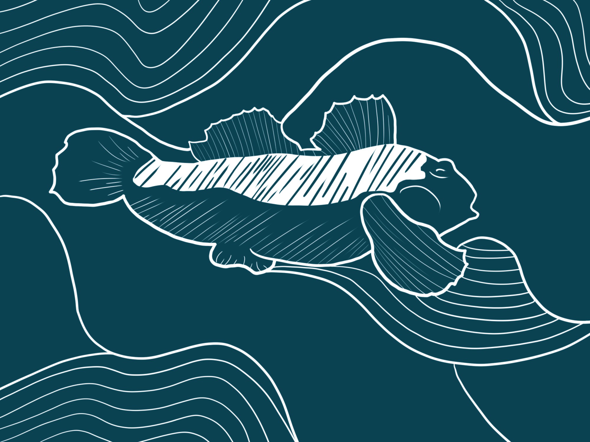 Bière blonde Gobie illustration